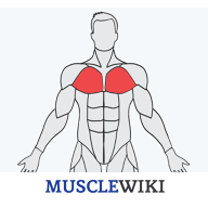 MuscleWikiv1.0.4İ